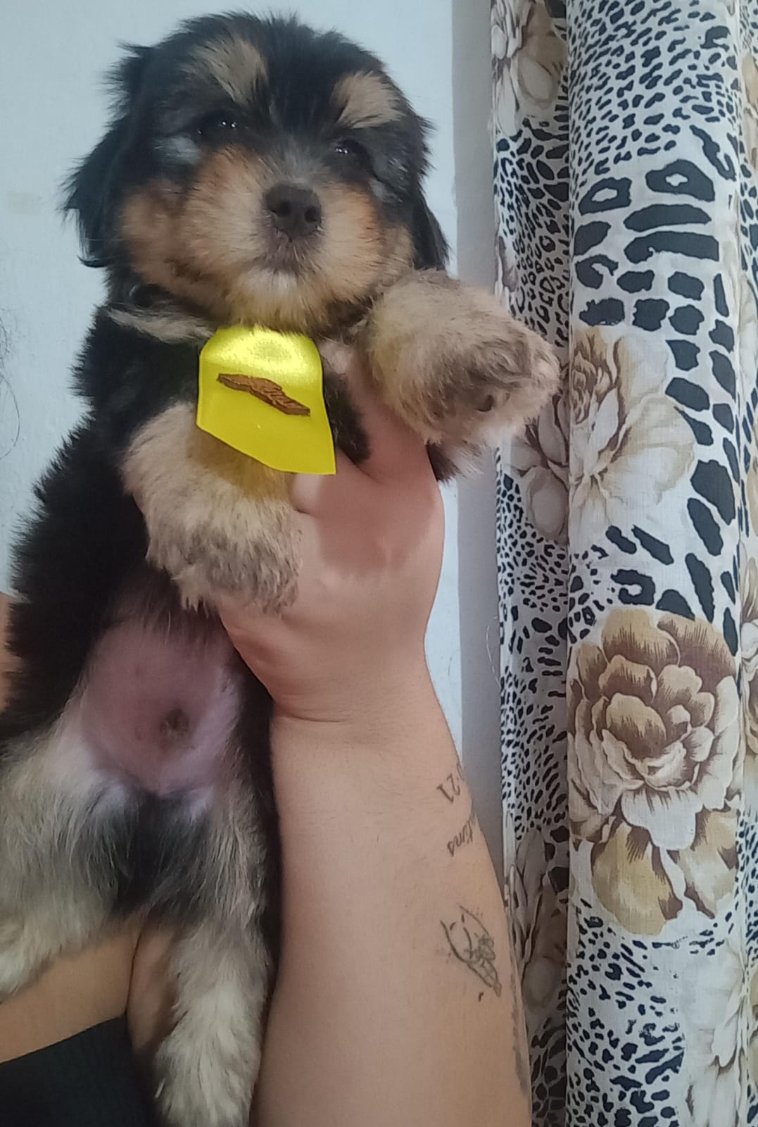 Portal Vendocão Cachorros Lhasa Apso  Paulista 