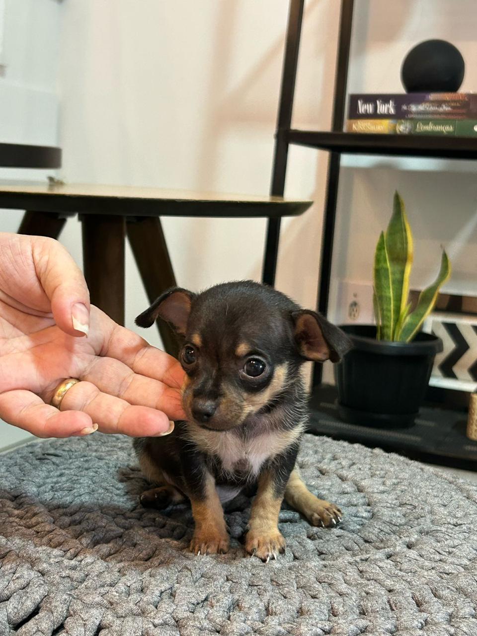 Portal Vendocão Pinscher machinho 0 Joinville 