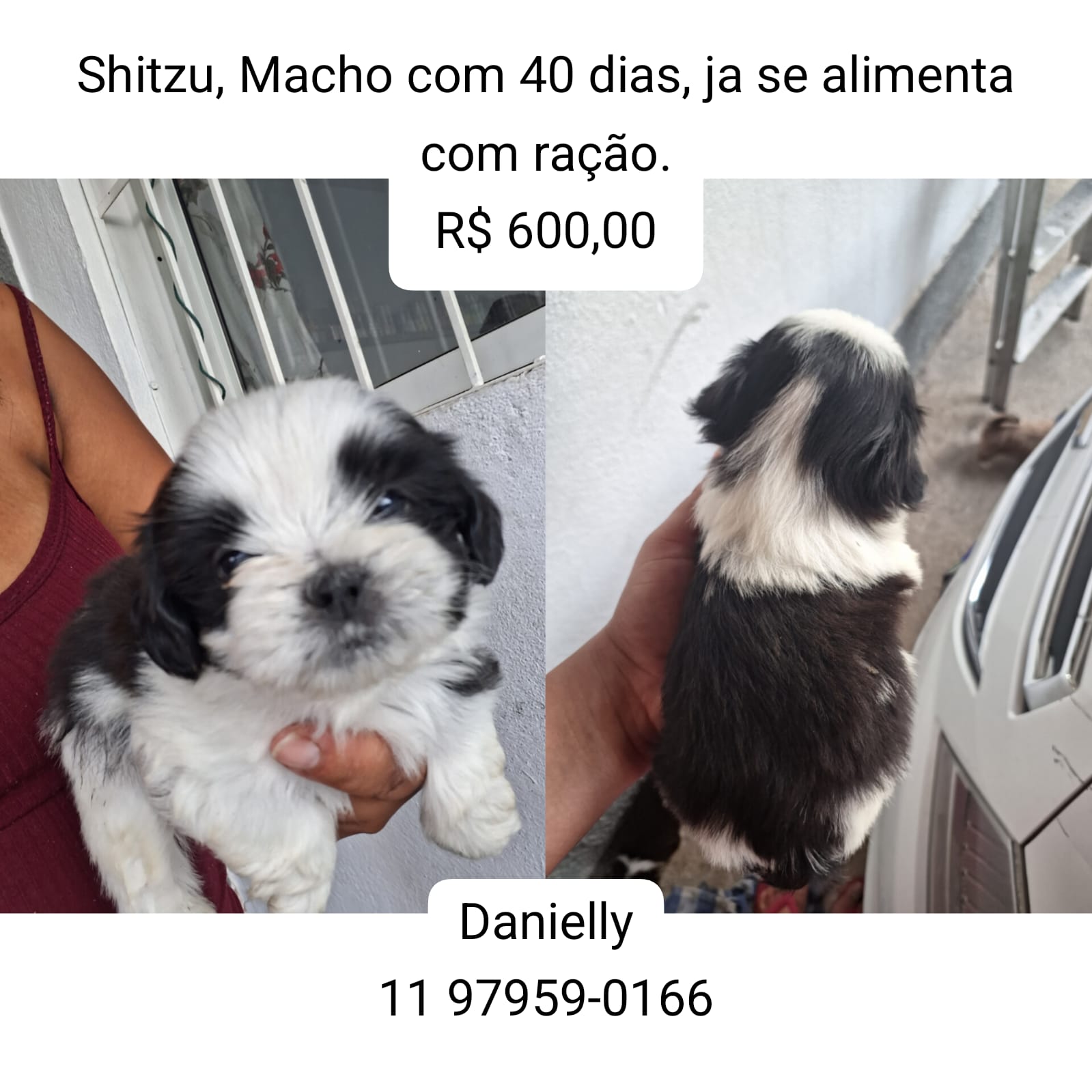 Portal Vendocão Filhotes de shitzu  São José dos Campos 