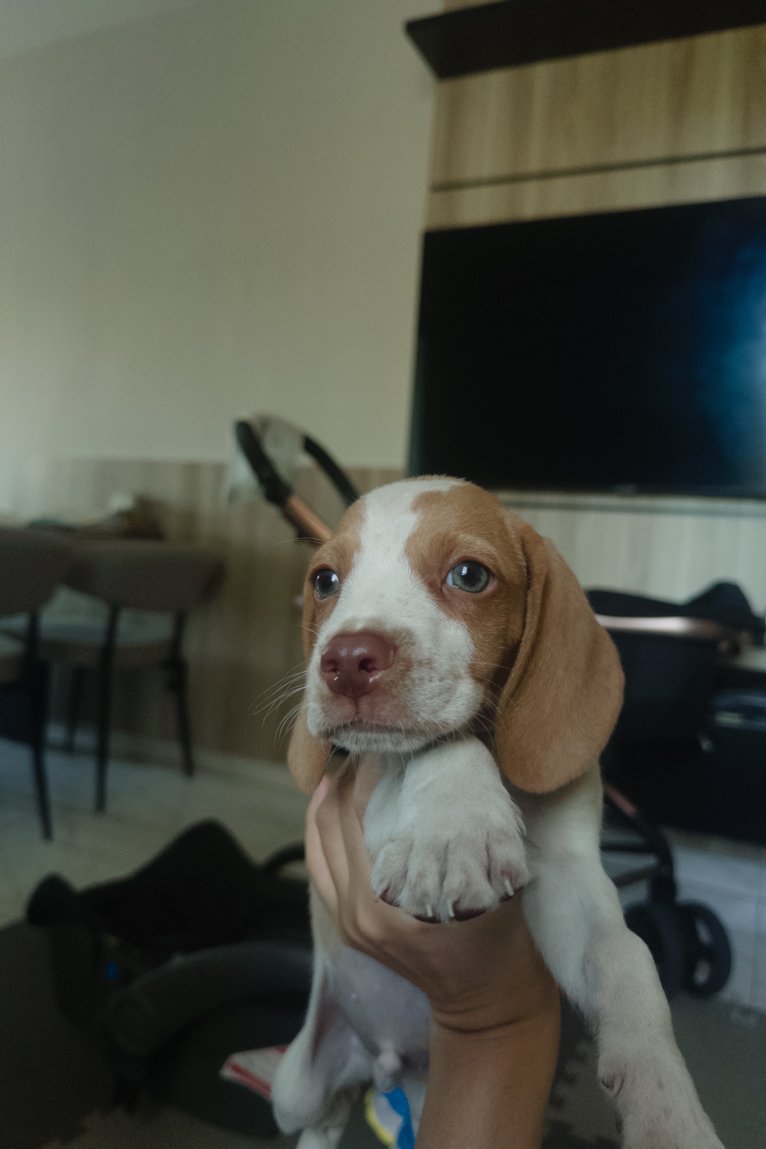 Beagle Filhote do Olho Claro - Foto 2