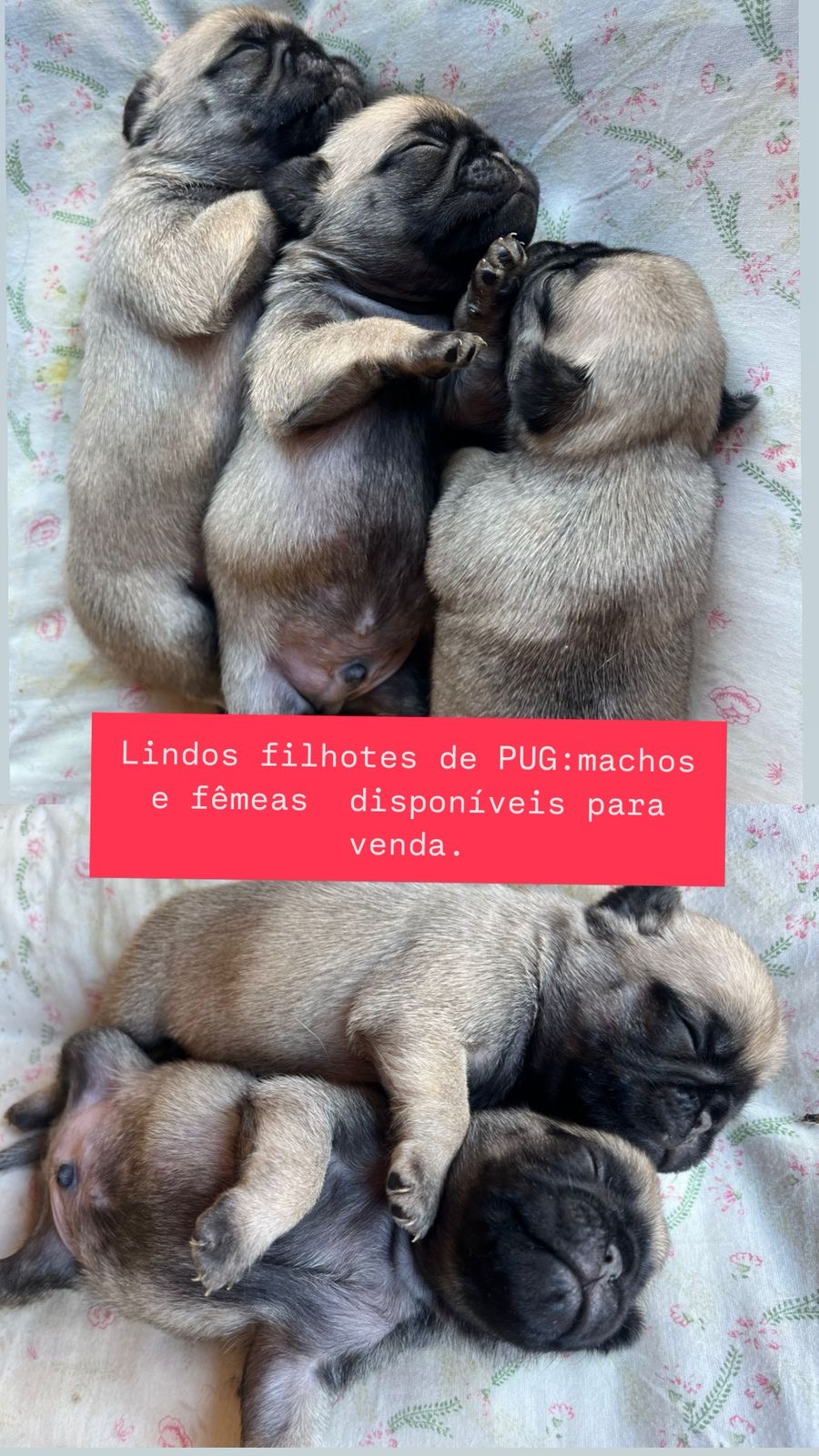 Portal Vendocão Filhotes de pug a venda  Montes claaros