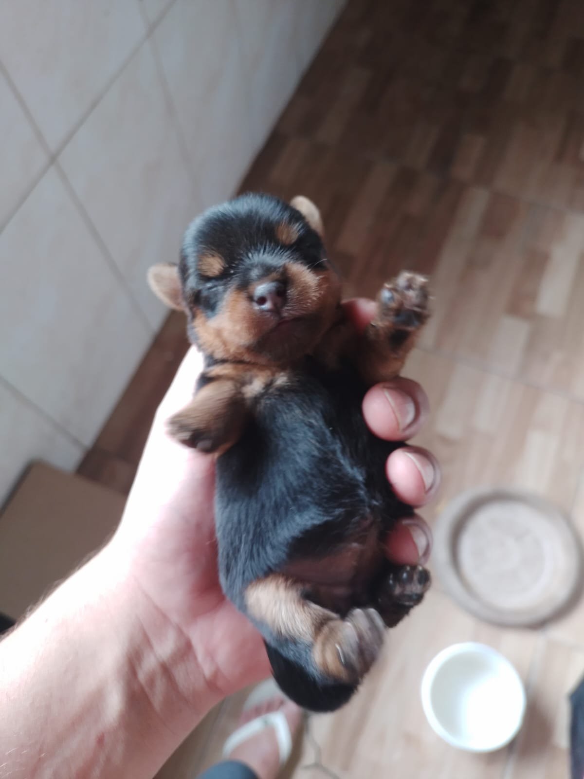 Yorkshire terrier mini - Foto 2