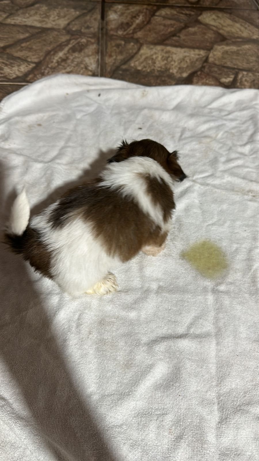 Mini Shih tzu - Foto 3