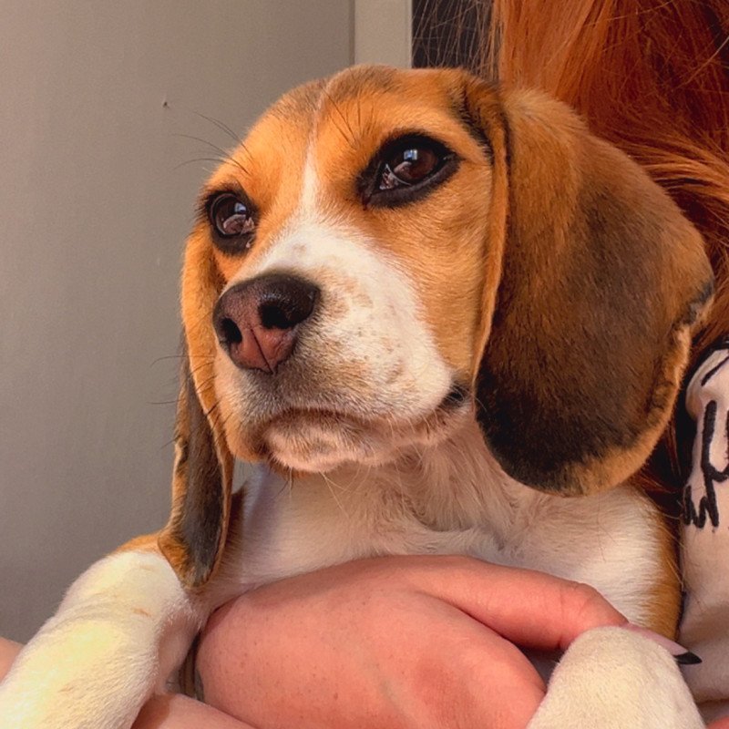 BEAGLE FÊMEA - 6 MESES