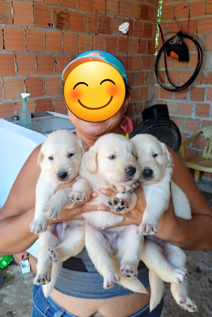 Portal Vendocão Golden retriever  Manaus