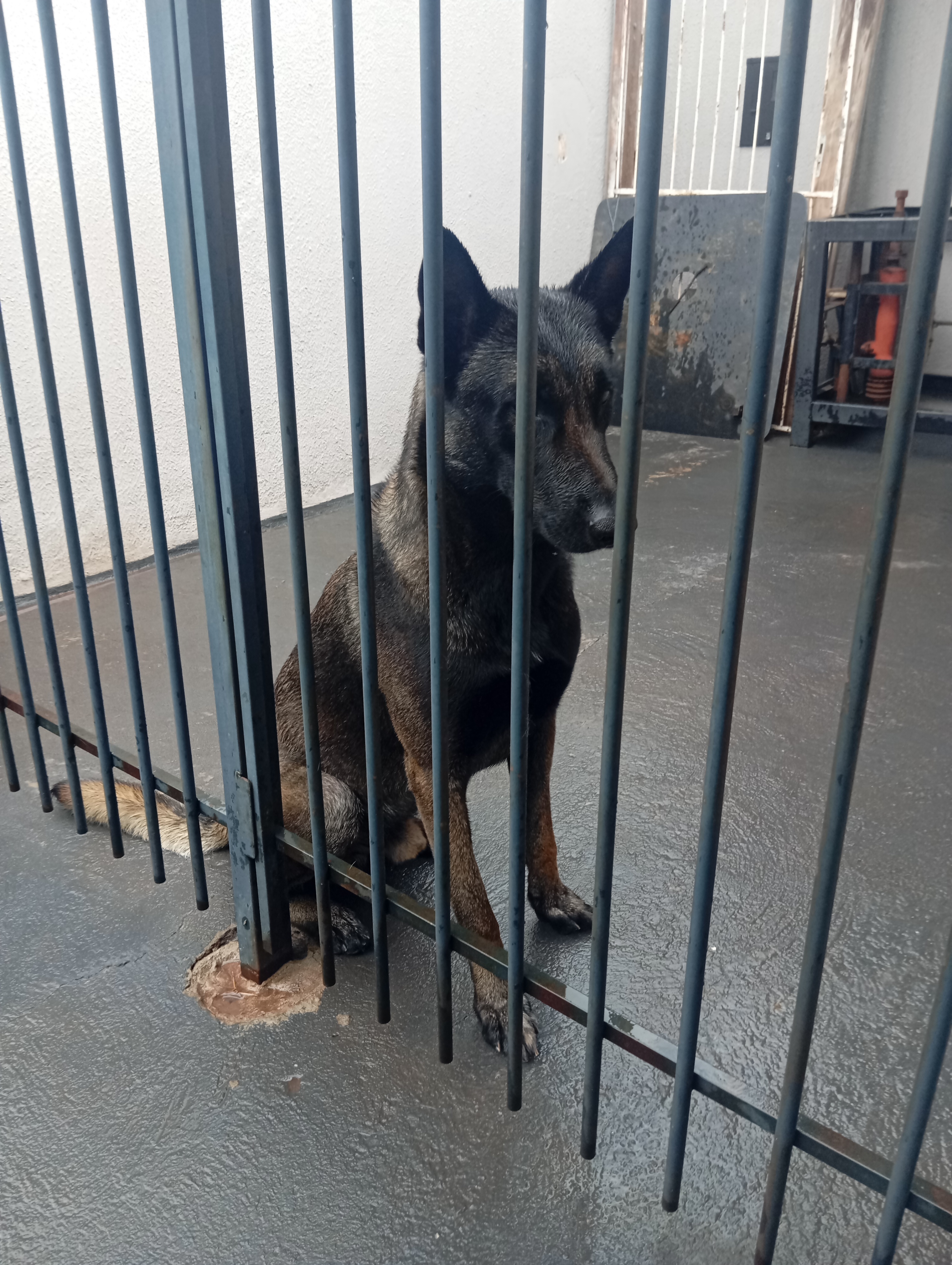 Portal Vendocão Pastor Belga Malinois c/Pedigree  Maringá