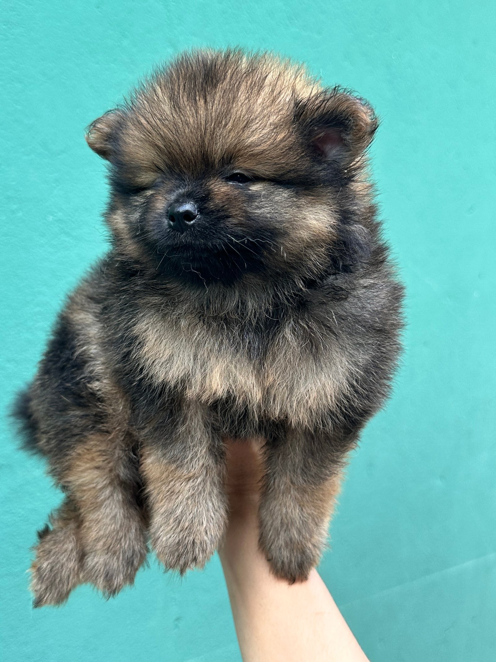 Spitz alemão  - Foto 4