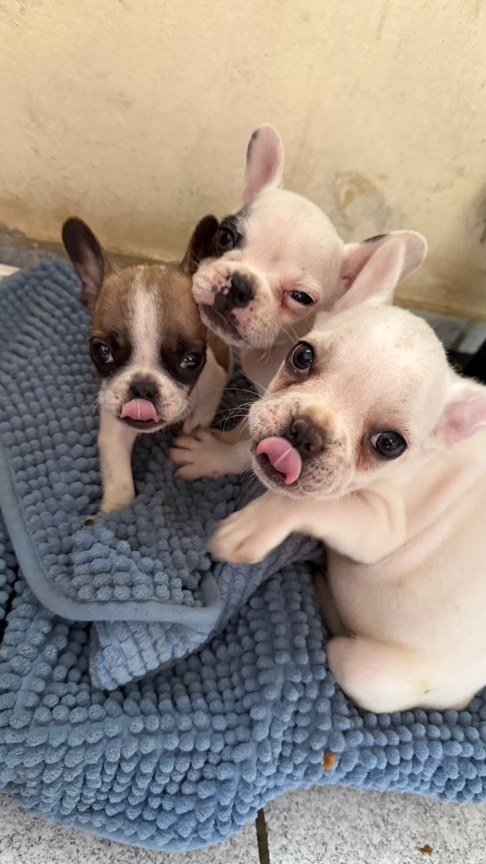 Bulldog francês macho  - Foto 4