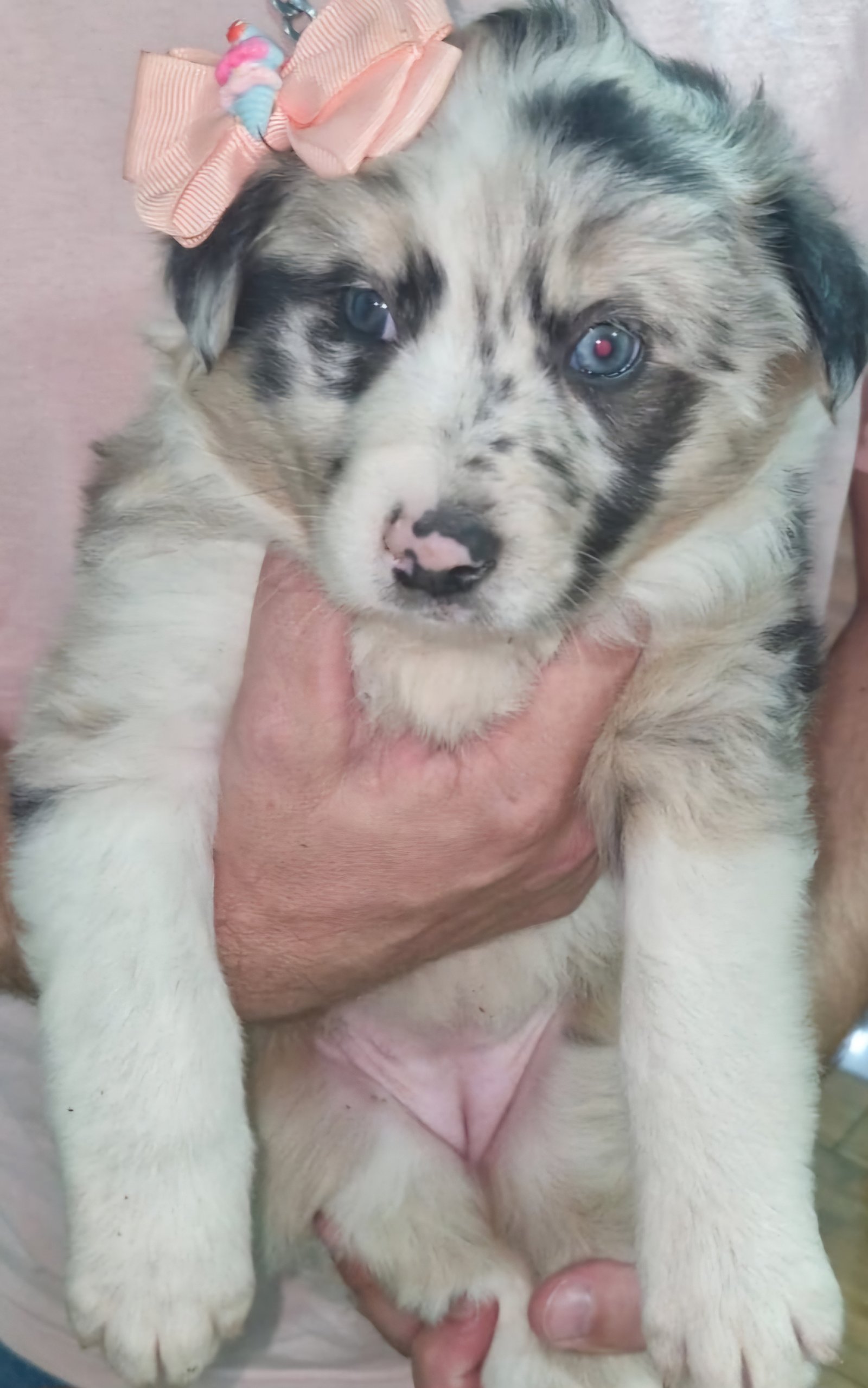 Border Collie  - Foto 5