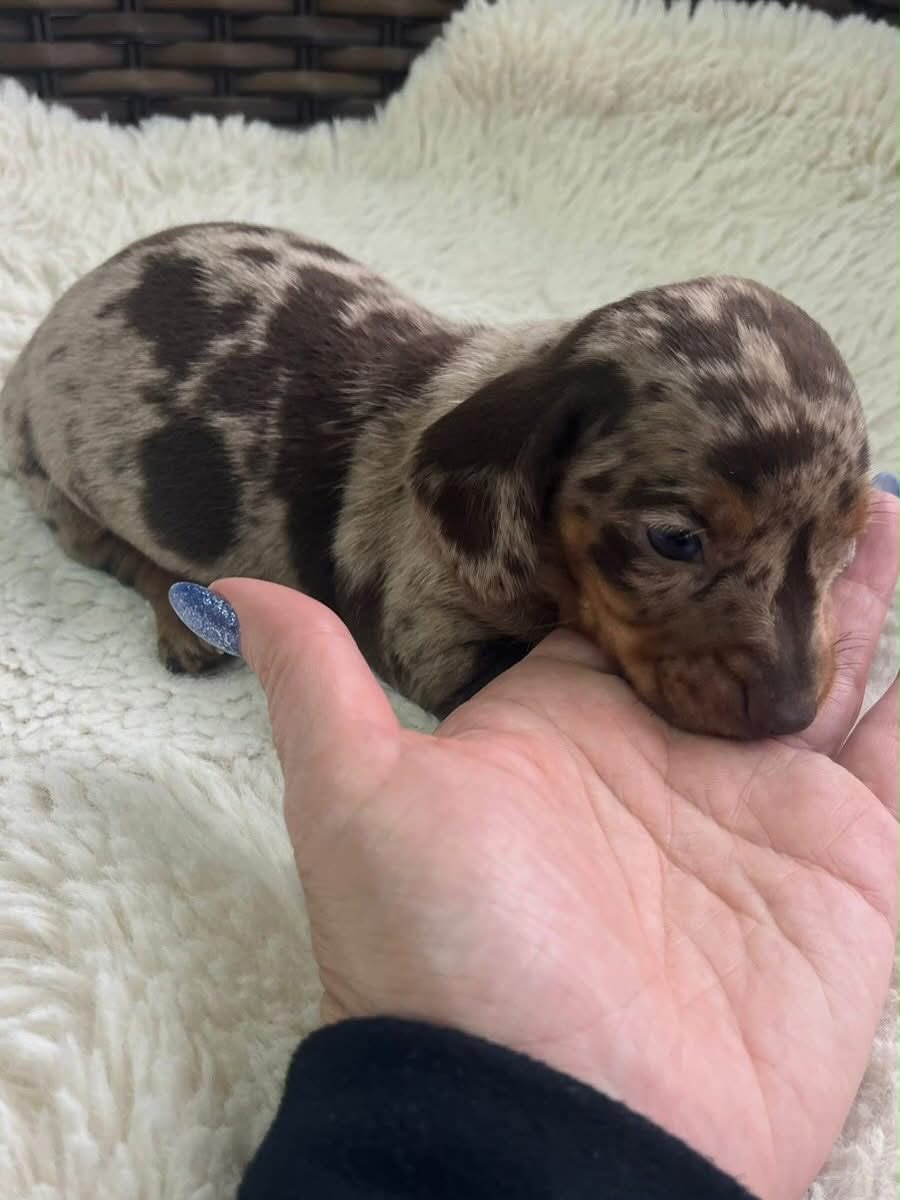 Filhotes dachshund disponível para reserva  - Foto 3