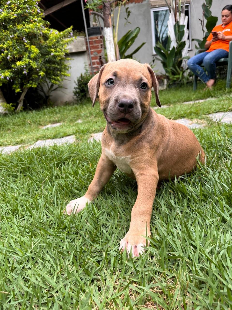 Filhotes Pitbull  - Foto 3