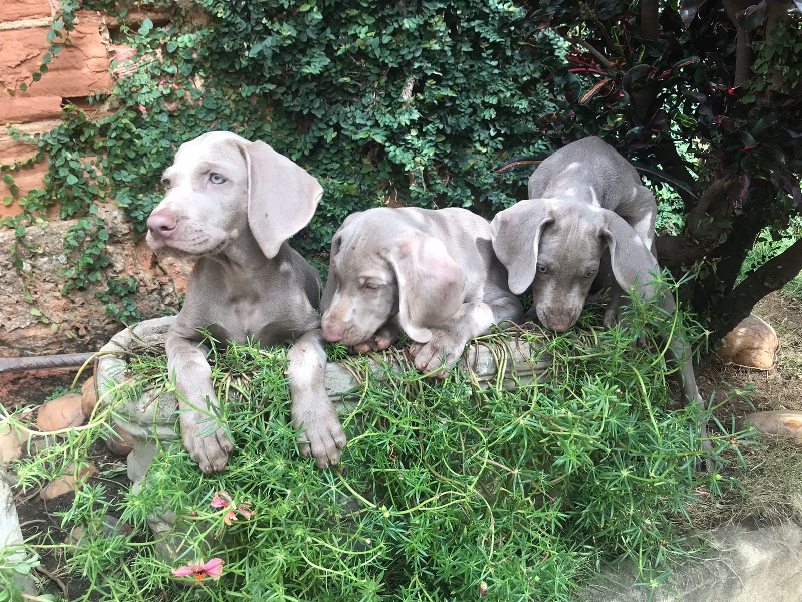 Filhotes weimaraner 