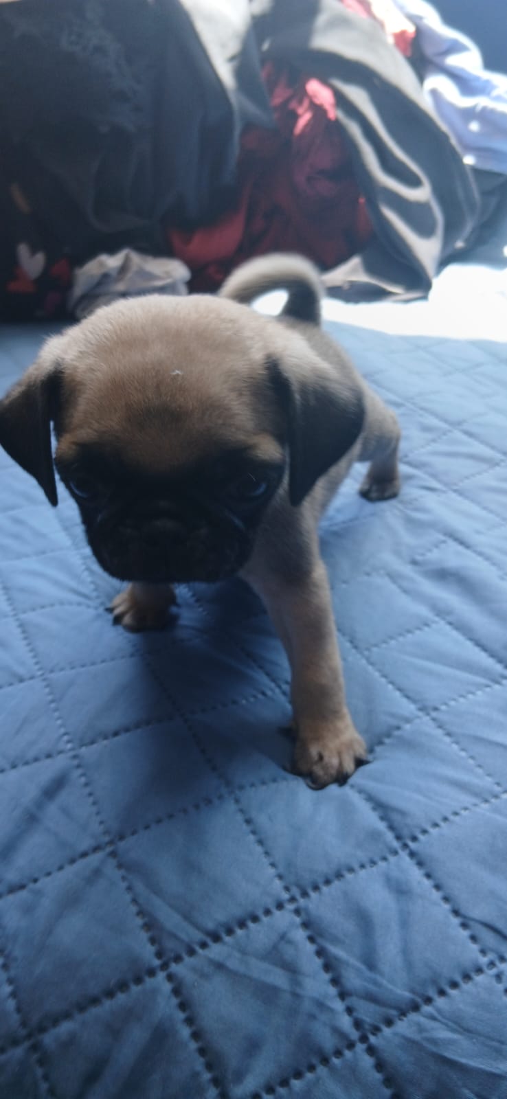 Portal Vendocão ilhotes de Pug Adoráveis: Seu Novo Melhor Amigo Chegou! Teresina
