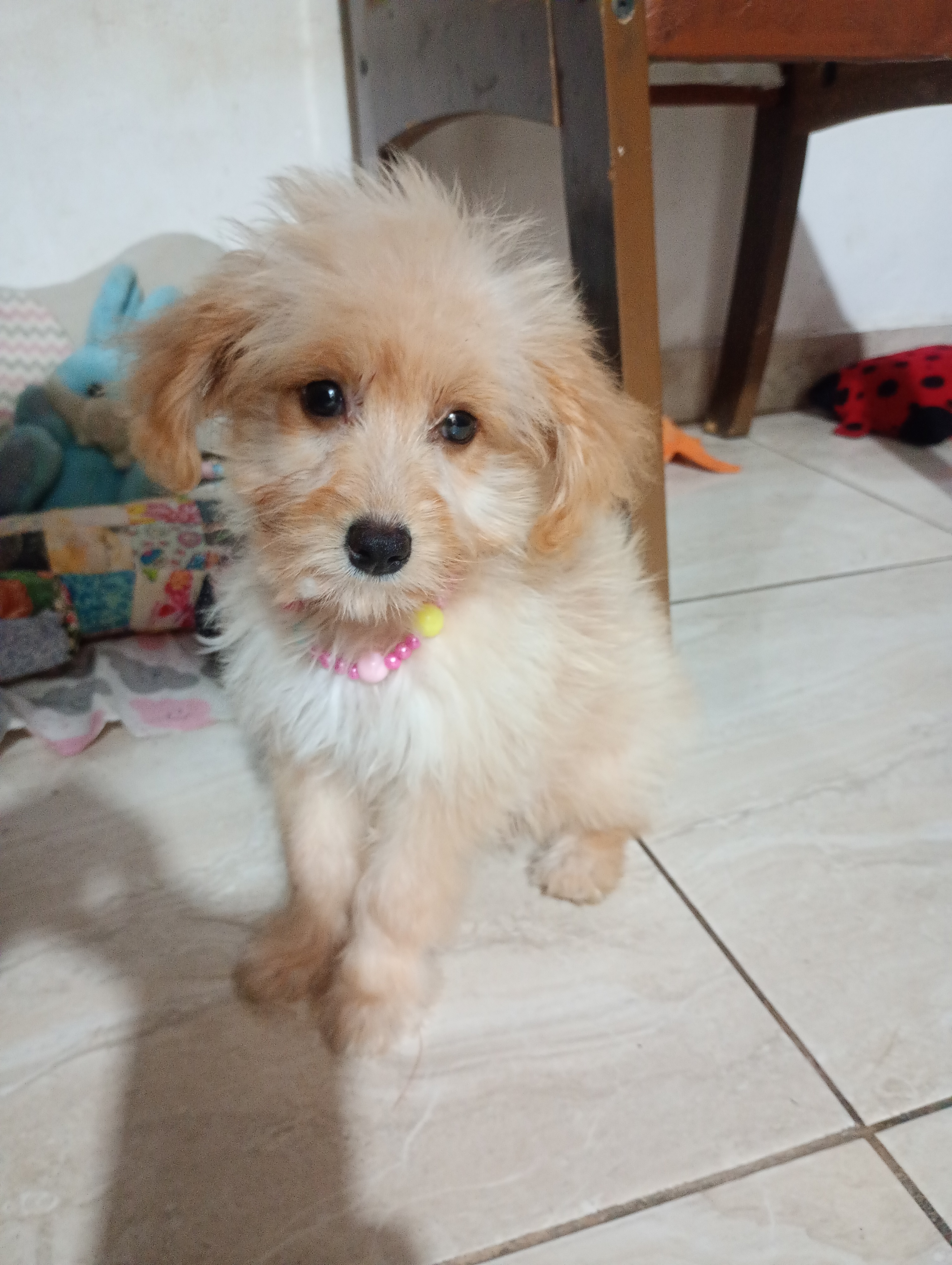 Poodle com pincher - Foto 3