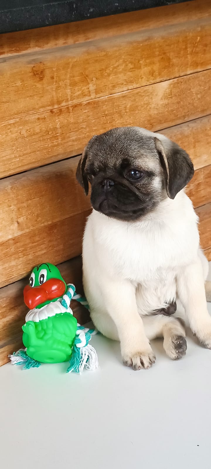 Portal Vendocão Filhote macho de pug Contagem 