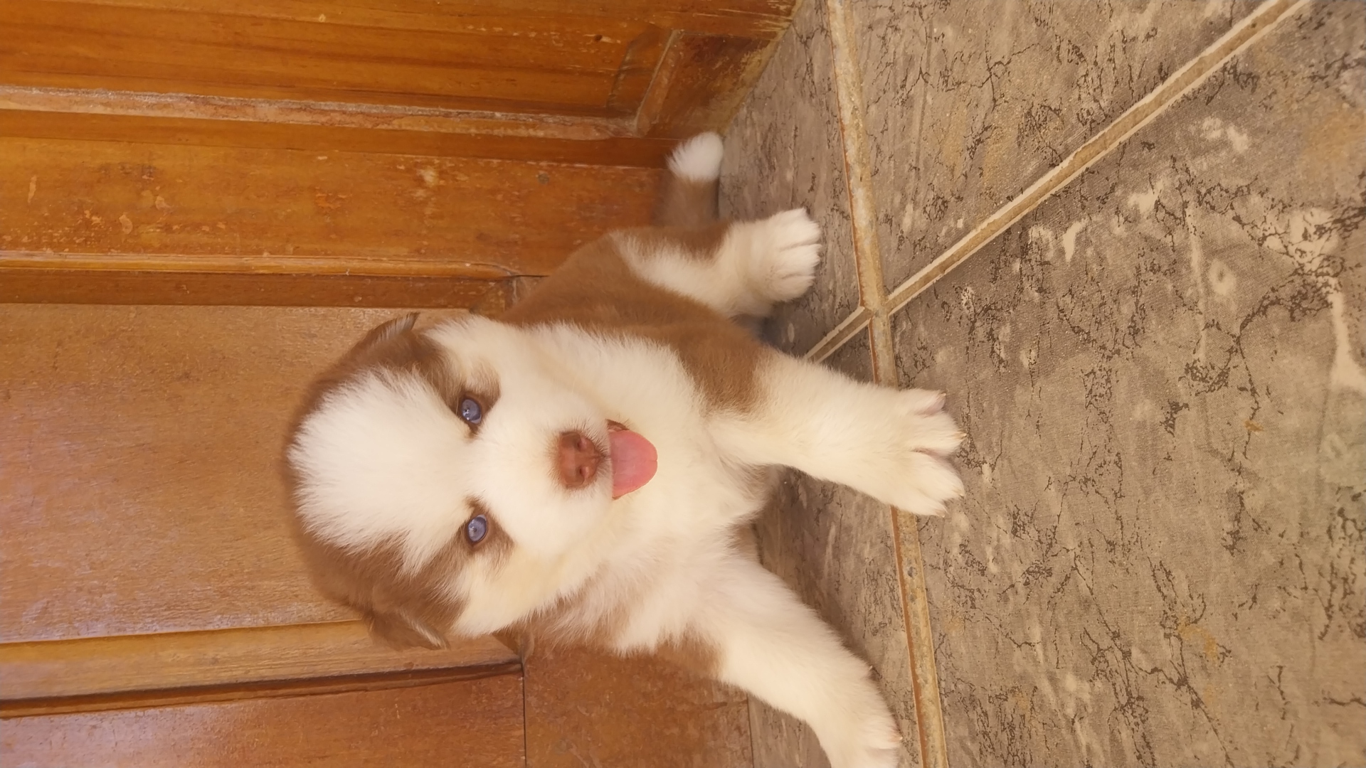 Portal Vendocão Filhotes de husky siberiano  Carnaubal