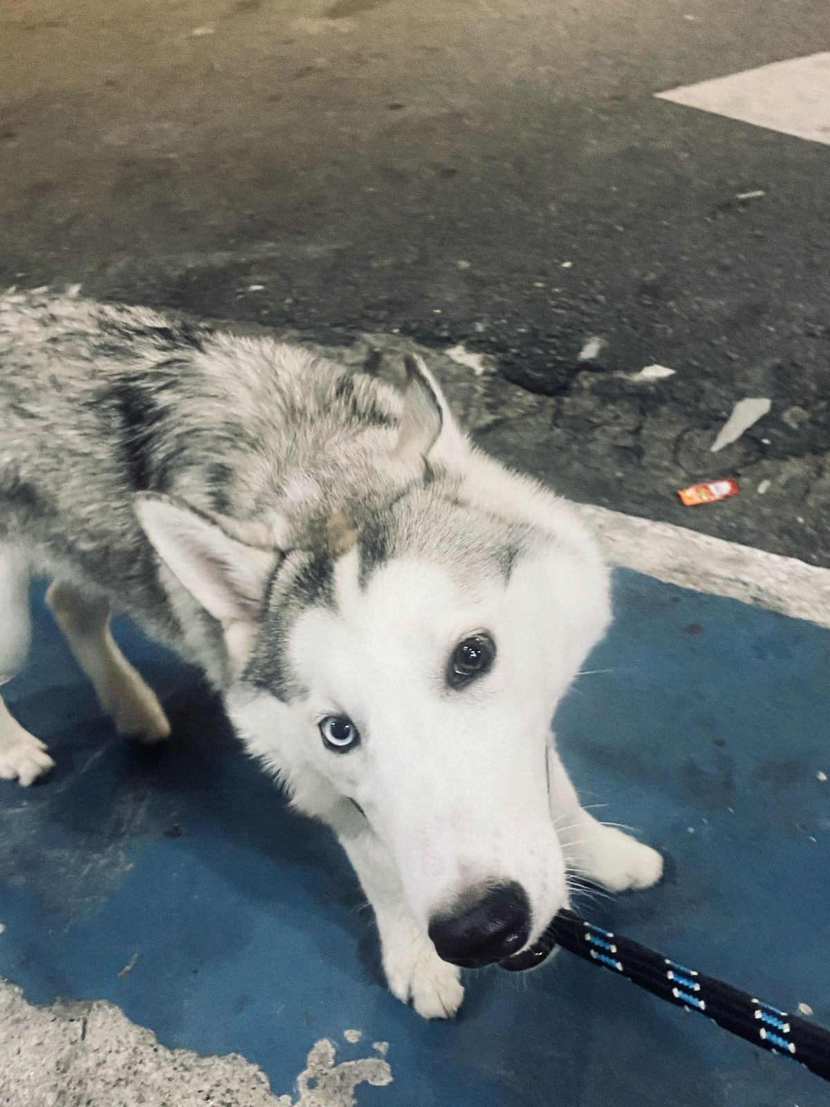 Portal Vendocão Husky siberiano filhote  Osasco 