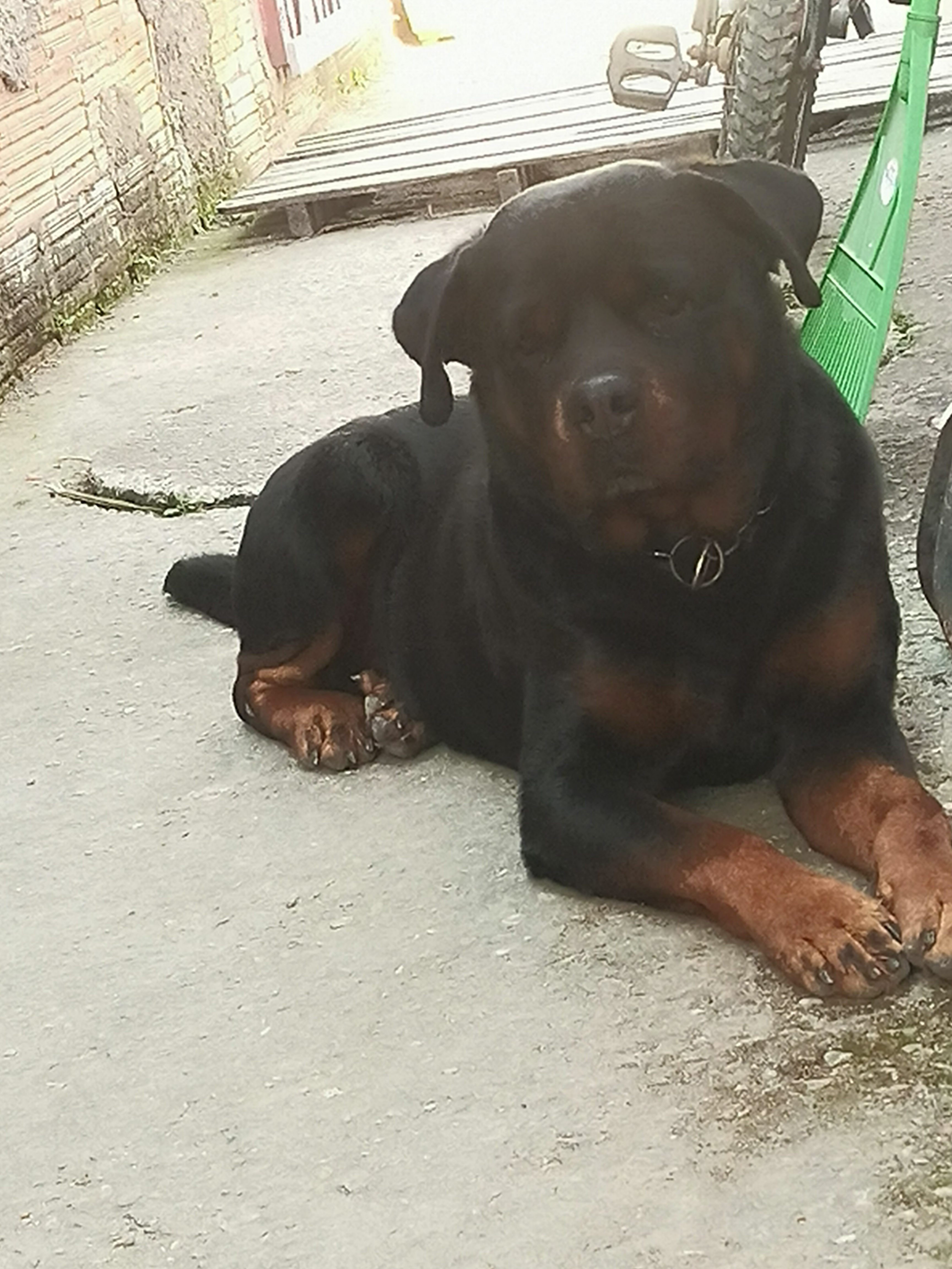Portal Vendocão Legítimos Filhotes de Rottweiler  Maricá