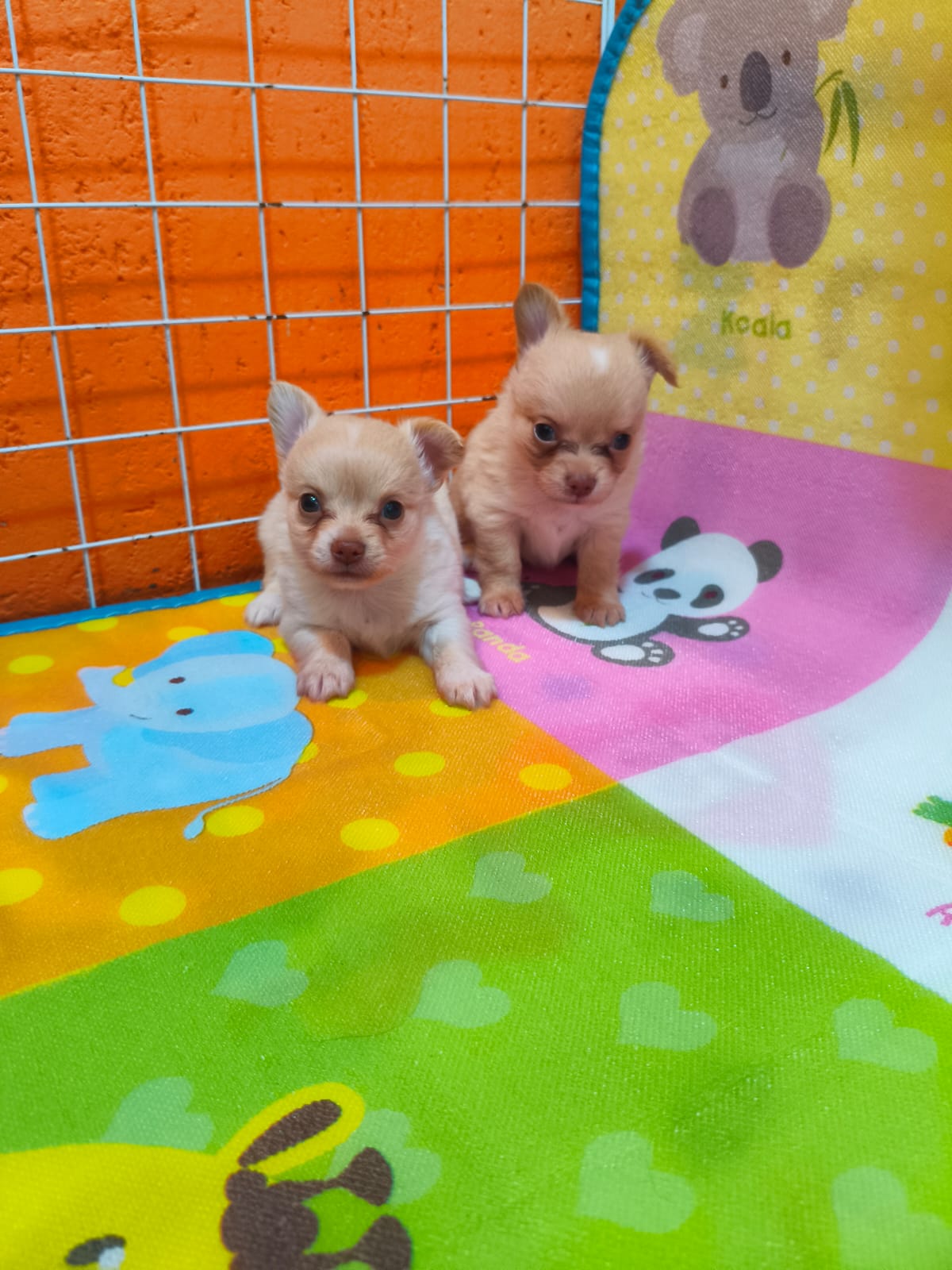 Chihuahuas 