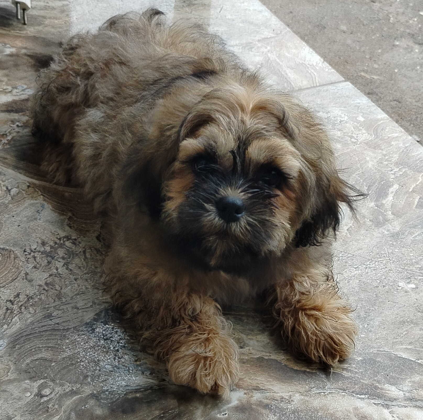 Portal Vendocão Shih tzu Betim