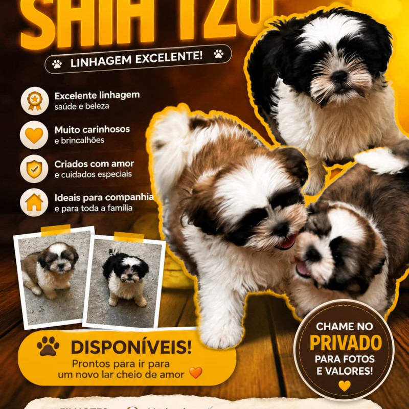 Filhotes de Shihtzu (01 fêmea e 02 machos) - Foto 1