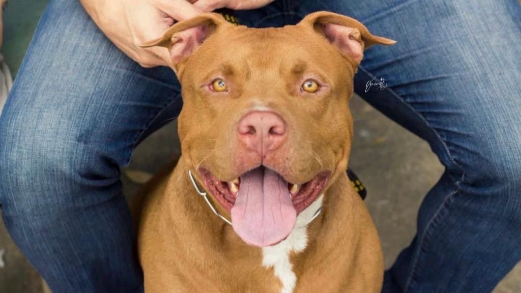 Pitbull Pig Monster  - Foto 1