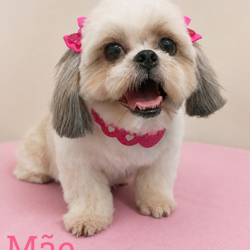 Vendo filhote de shih Tzu linda e pura muito dócil - Foto 2