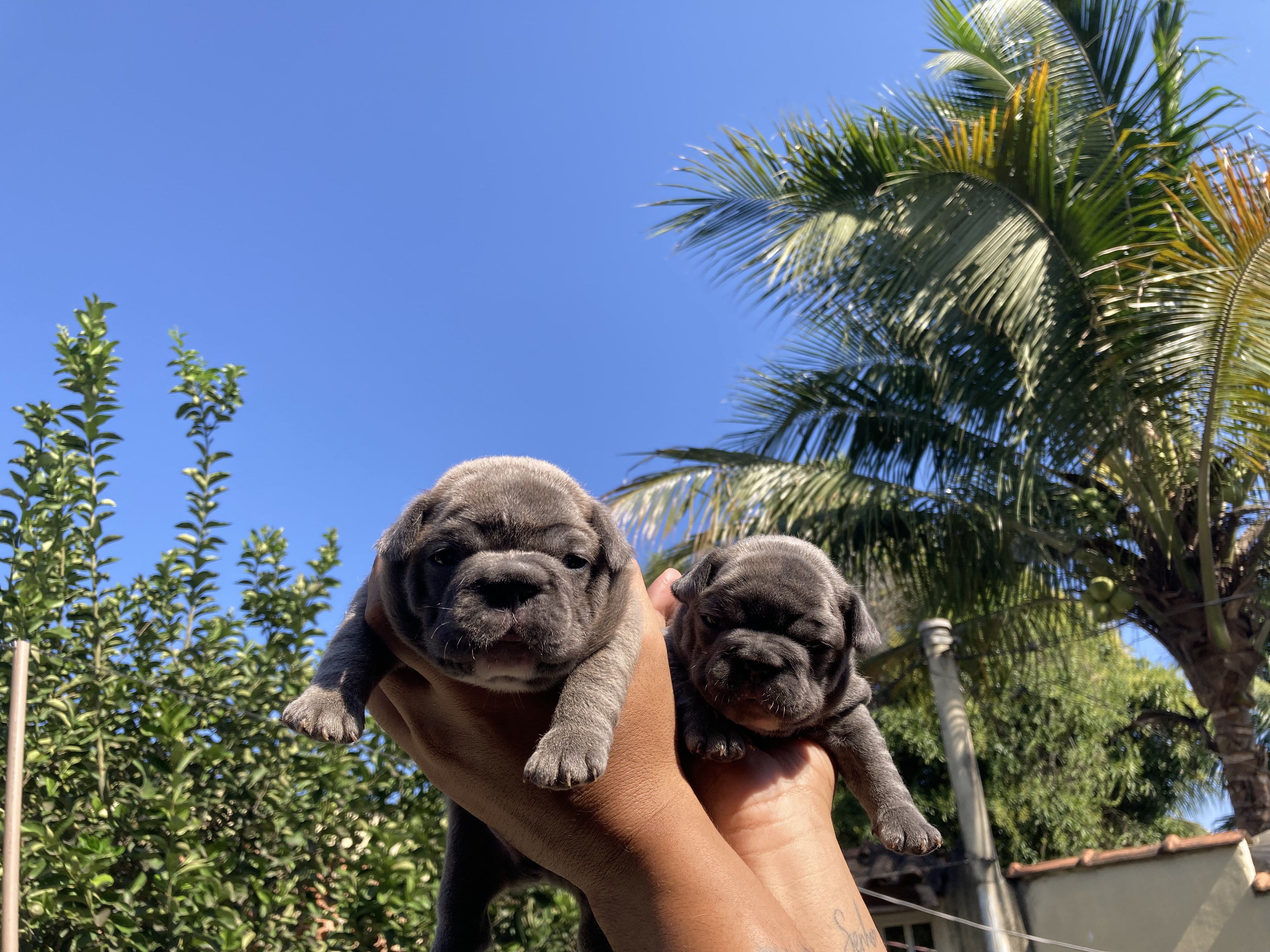 Portal Vendocão Buldogue francês  Rio de Janeiro 