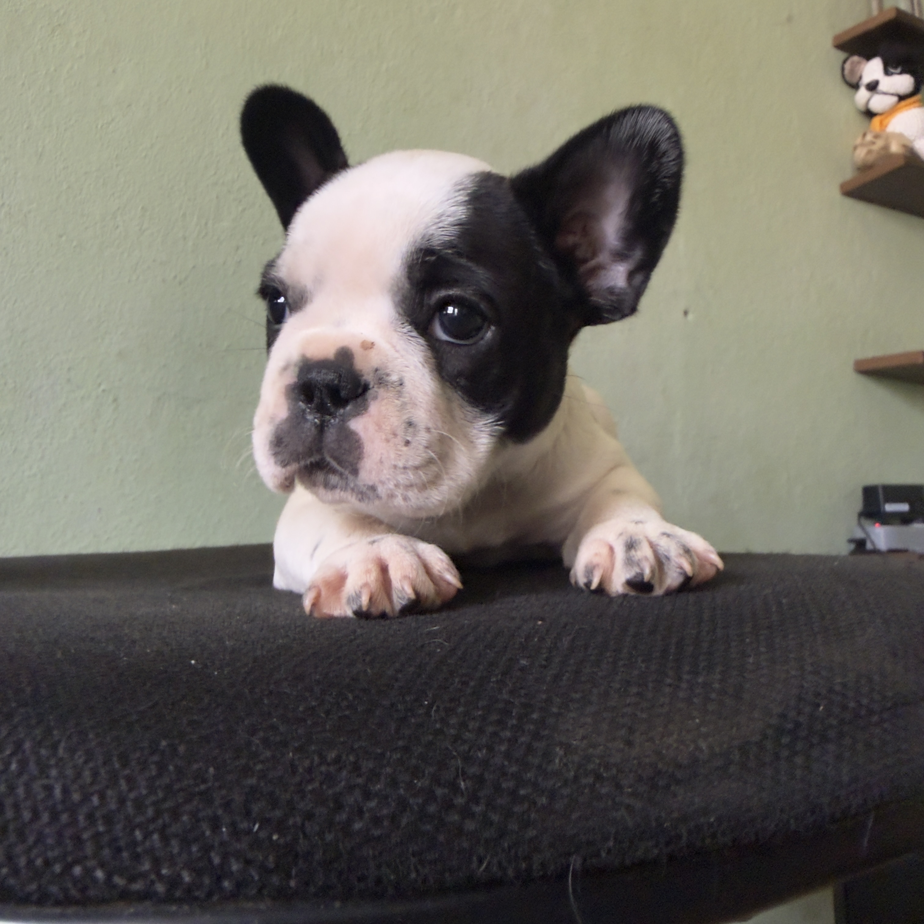 Portal Vendocão lindos filhotes de buldogue francês  Para de minas mg