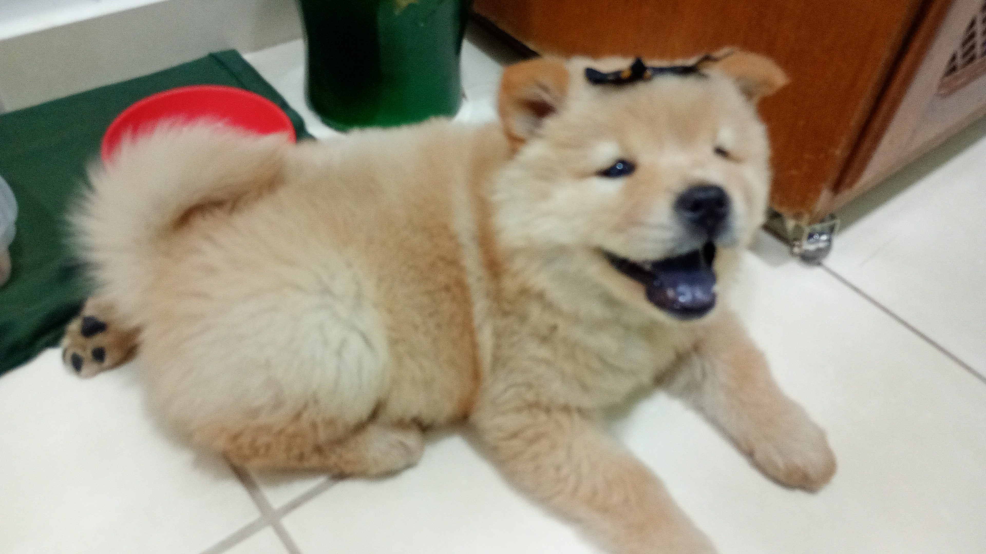 Portal Vendocão Vendo um chow chow Cuiabá 