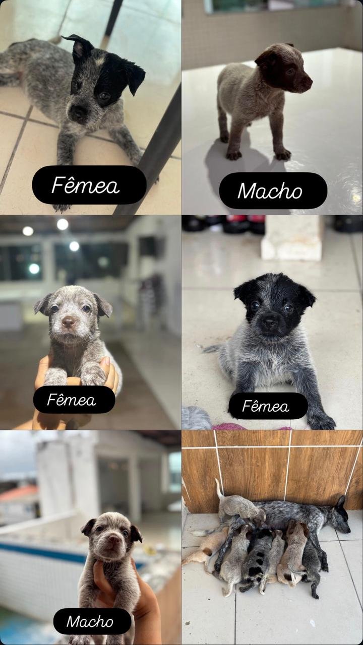 Vendo filhote de Blue Heller boiadeiro