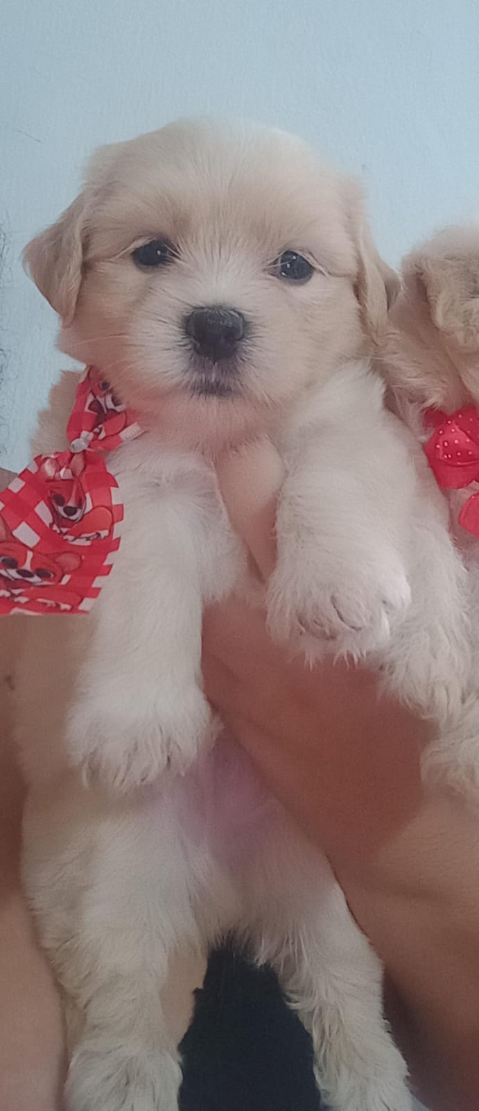 Portal Vendocão Filhotes Lhasa Apso Paulista