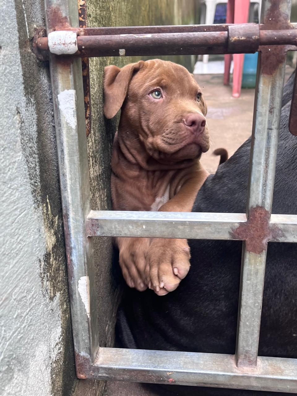 Portal Vendocão Filhote pitbull macho Teresina