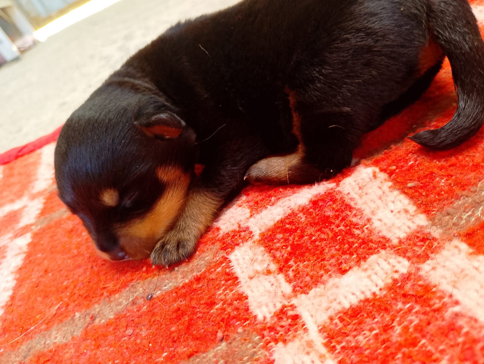 Filhote Rottweiler fêmea disponível  - Foto 2