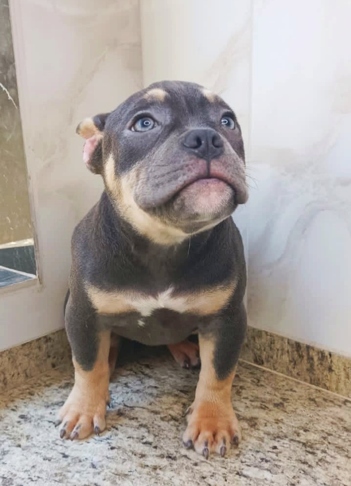 EXOTIC BULLY A VENDA - Foto 4