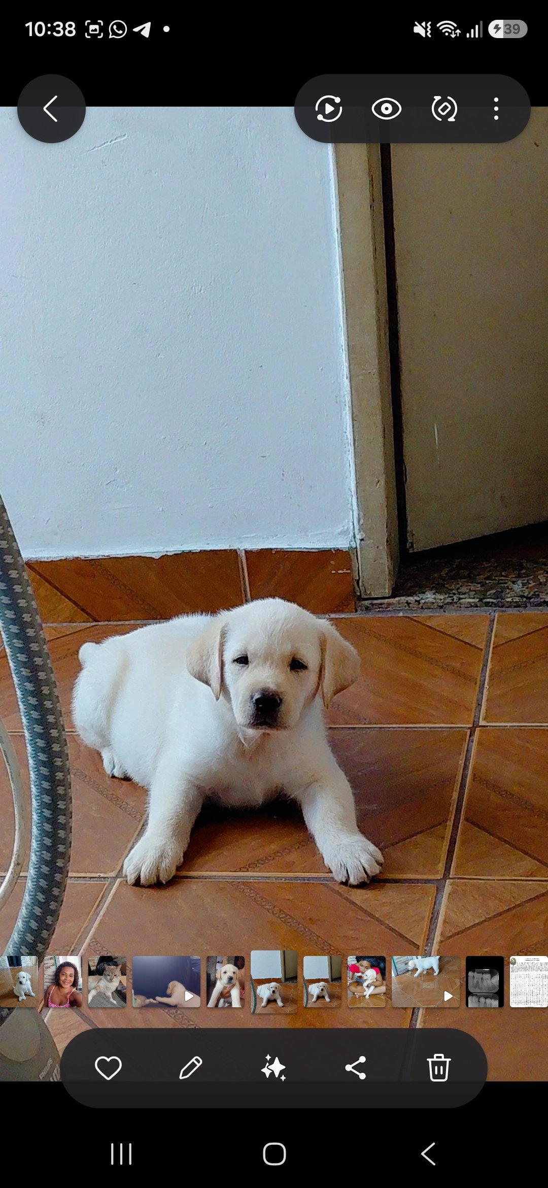 Lindo filhote macho de labrador