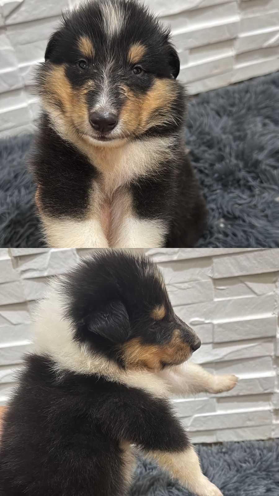 Portal Vendocão Filhote de Collie pelo longo Gravataí
