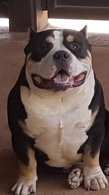 Portal Vendocão American Bully adulto  Senador canedo