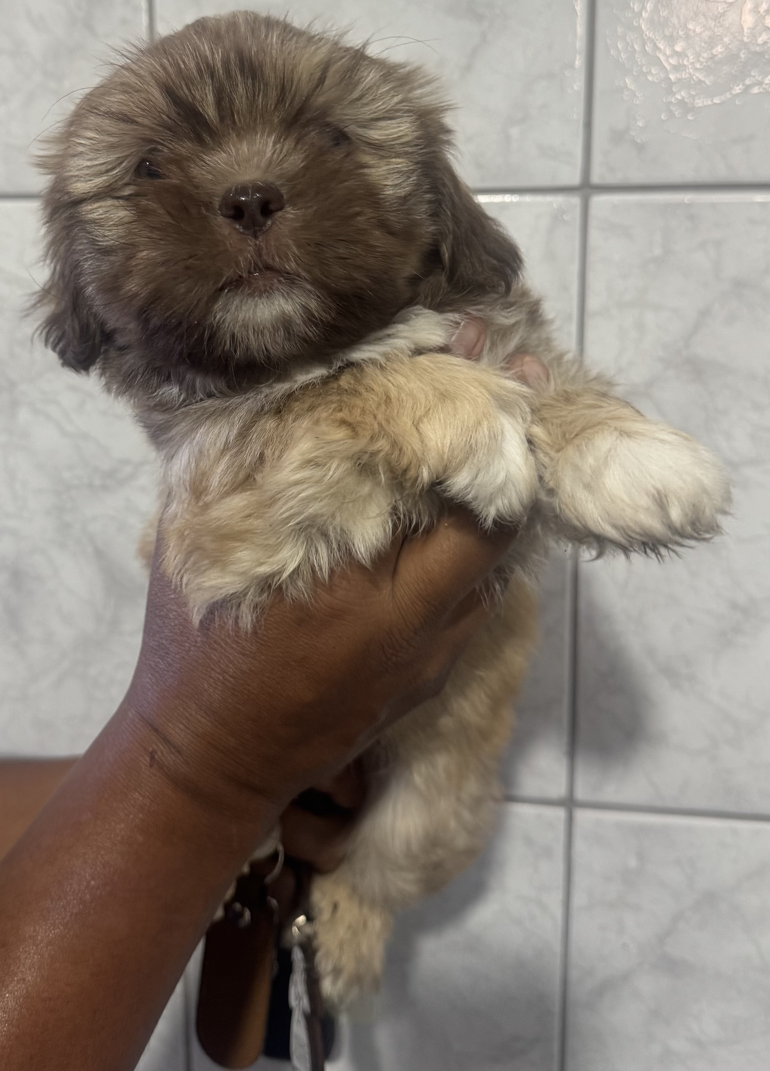 Shih tzu macho - Foto 2