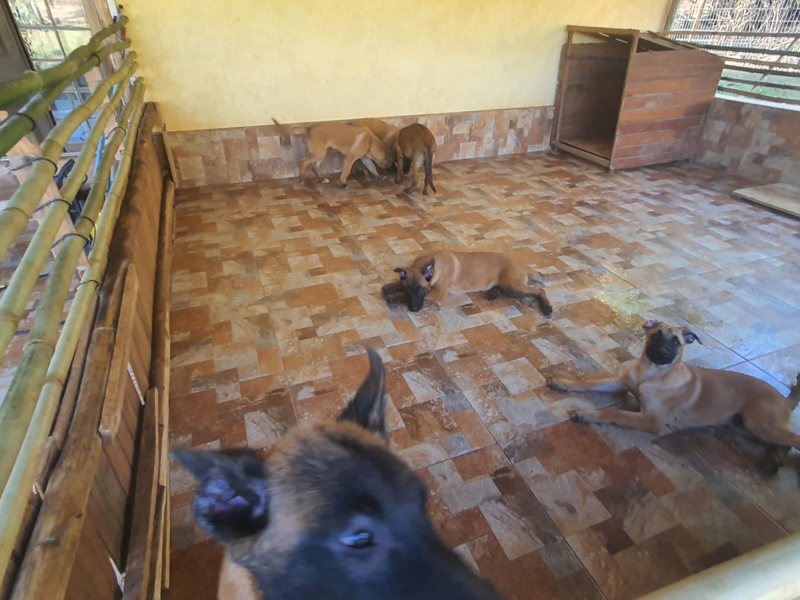 Portal Vendocão Pastor Belga de Malinois Brasília 