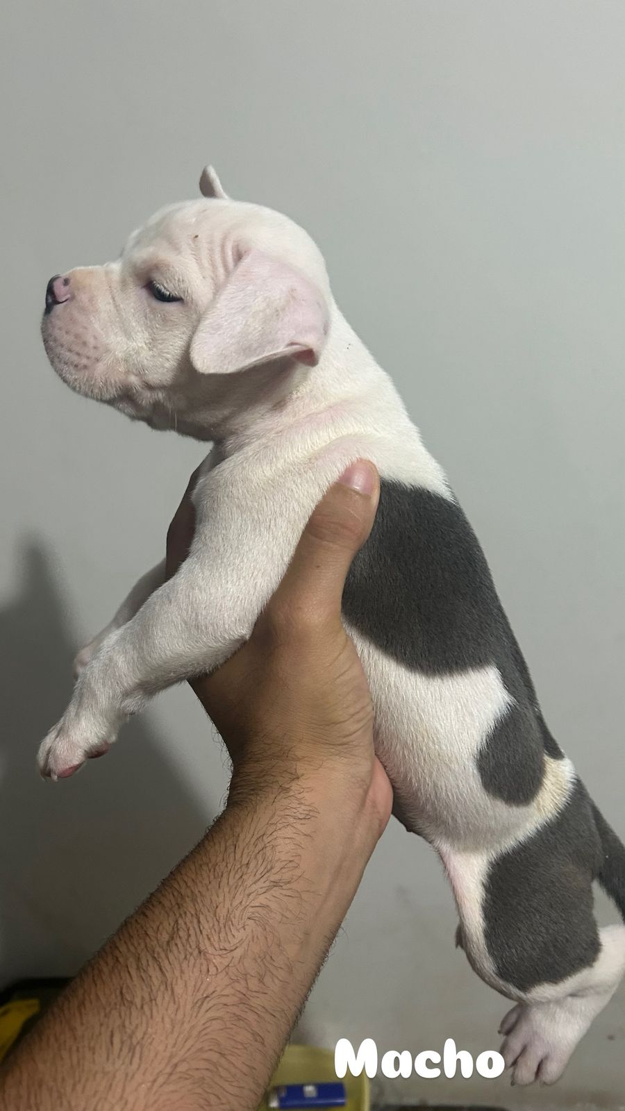 Portal Vendocão Filhotes American Bully  João Pessoa
