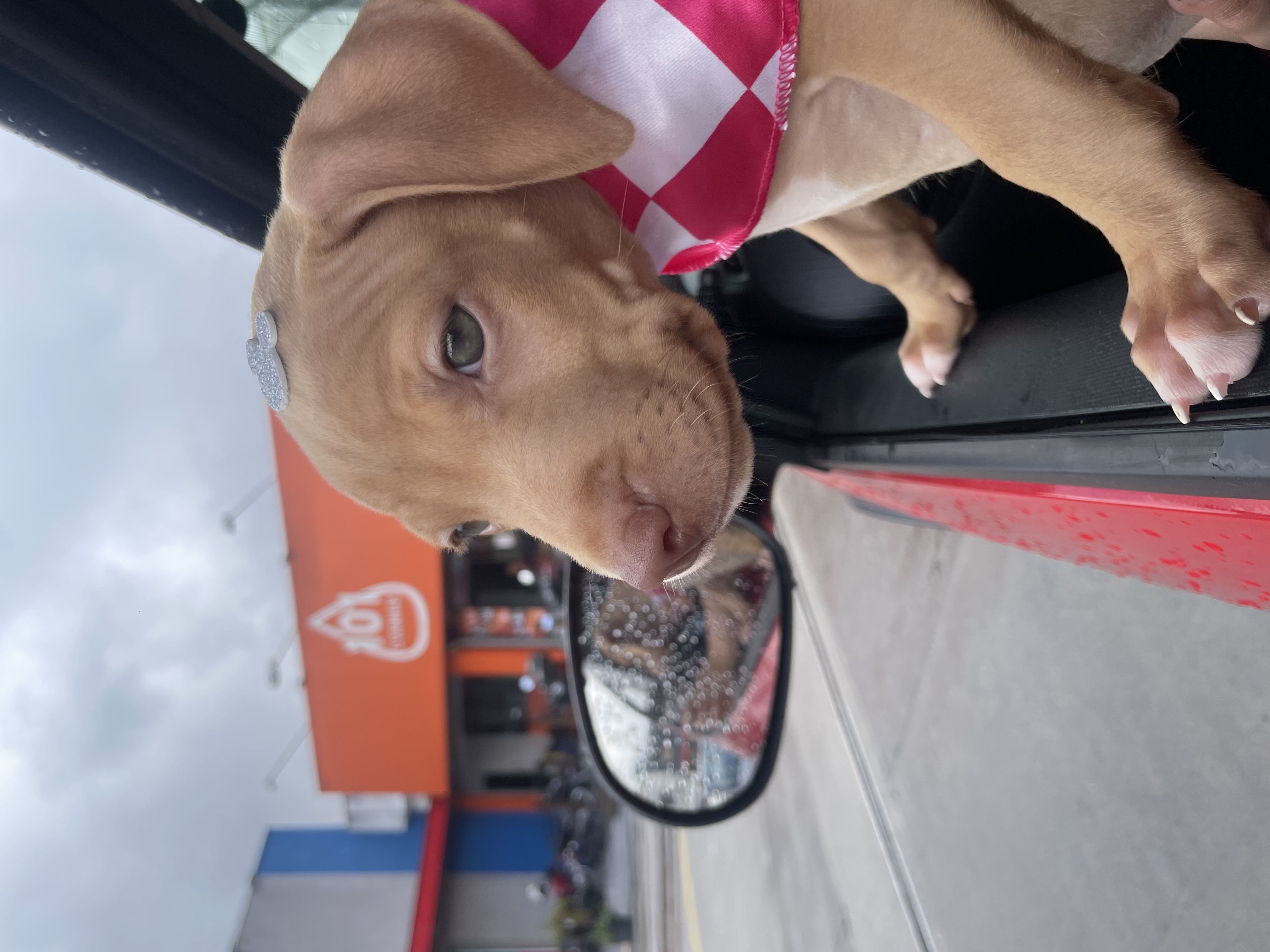 Portal Vendocão Pitbull fêmea  Guarulhos