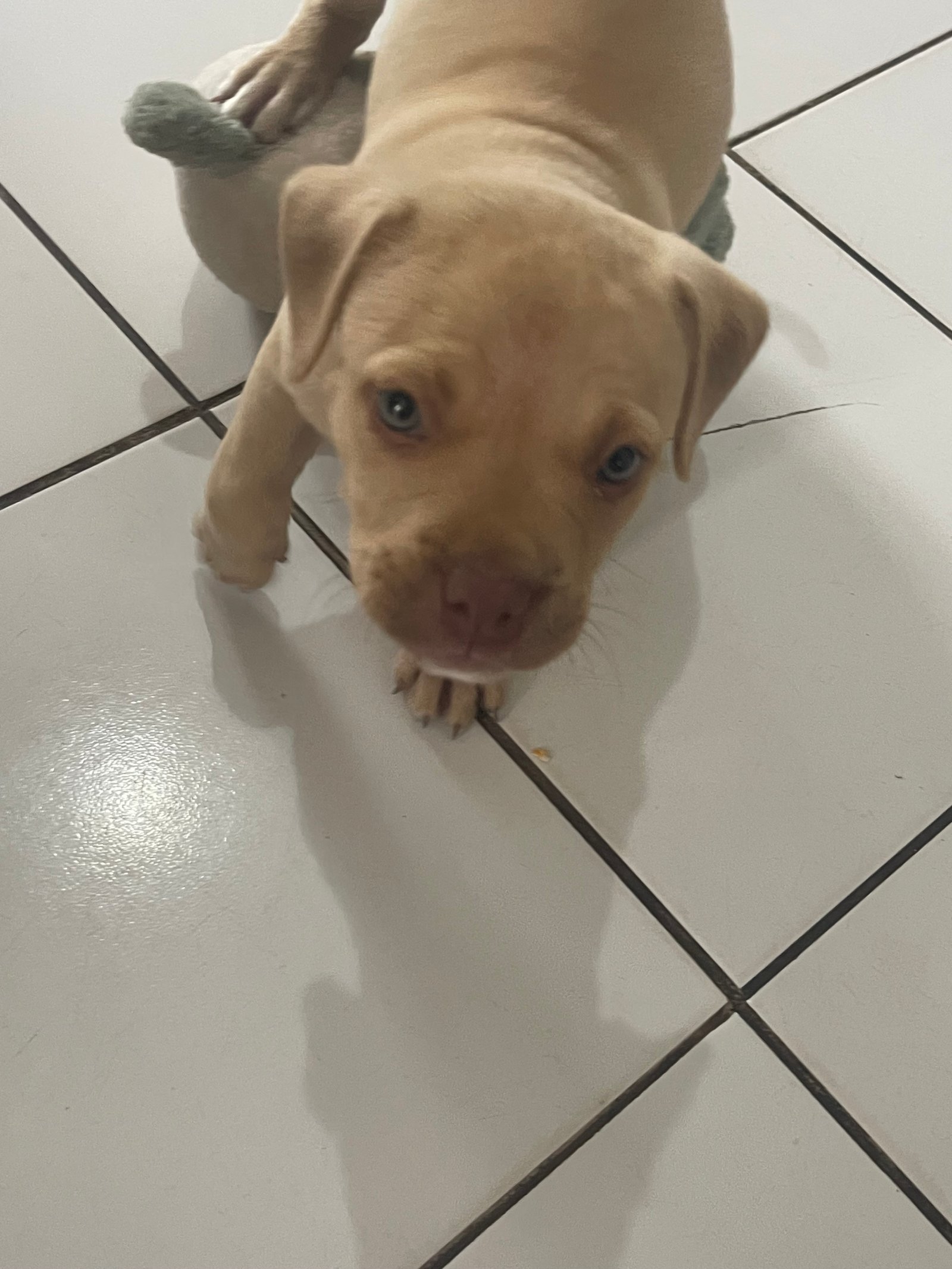 Filhote de pitbull 1 mês e 12 dias