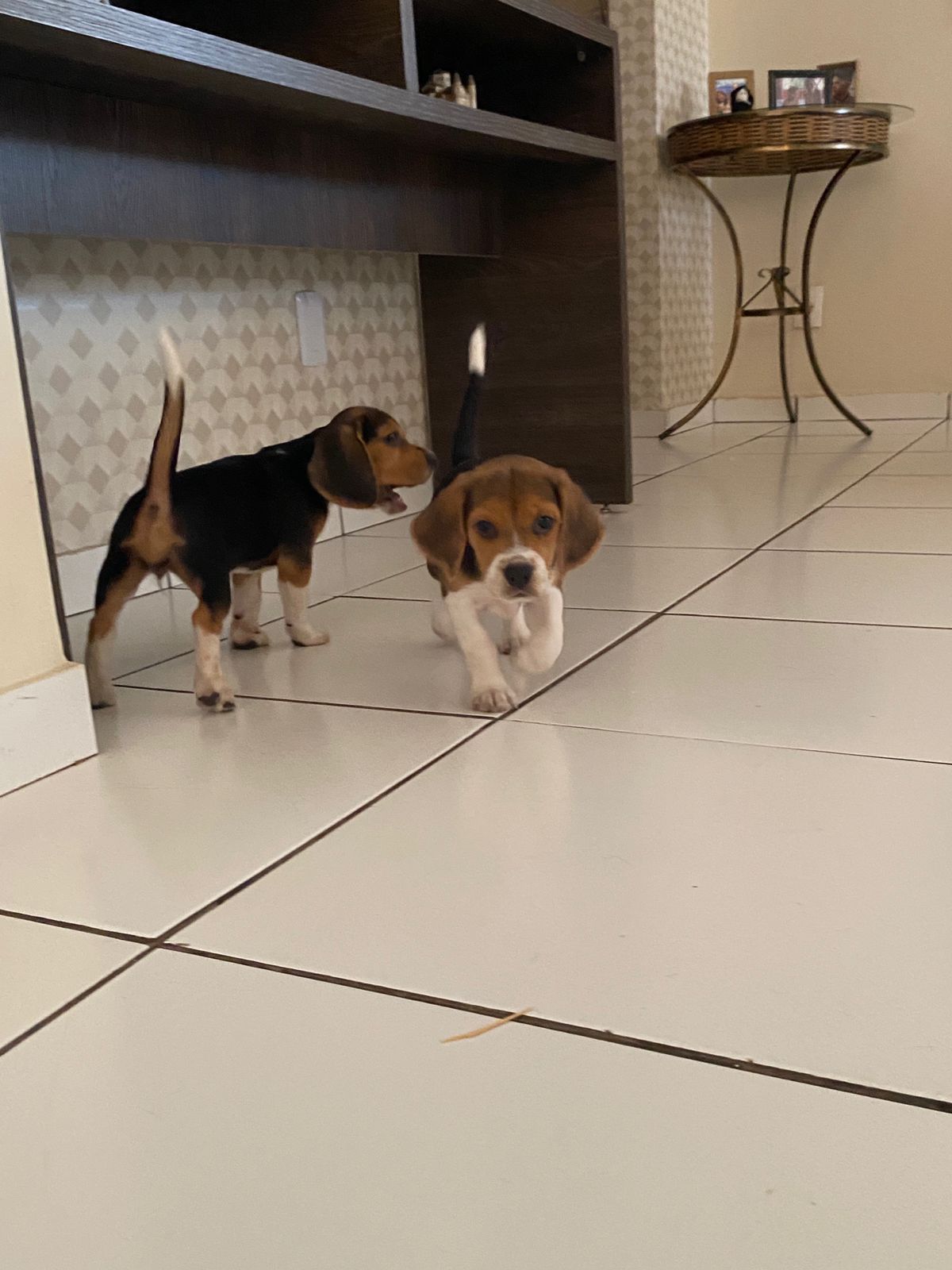 Portal Vendocão Venda filhote beagle Cuiabá