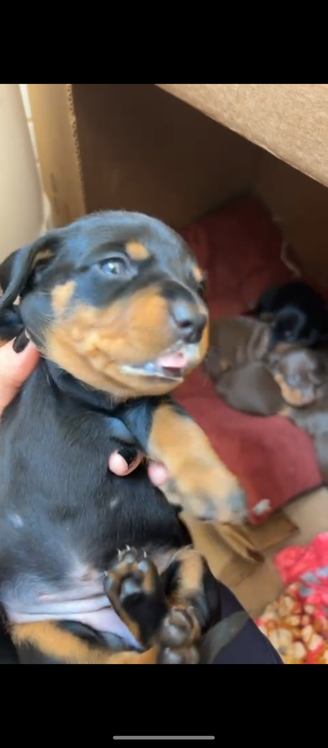 Vendo ou Troco Fêmea Dachshund Black and Tan  - Foto 3