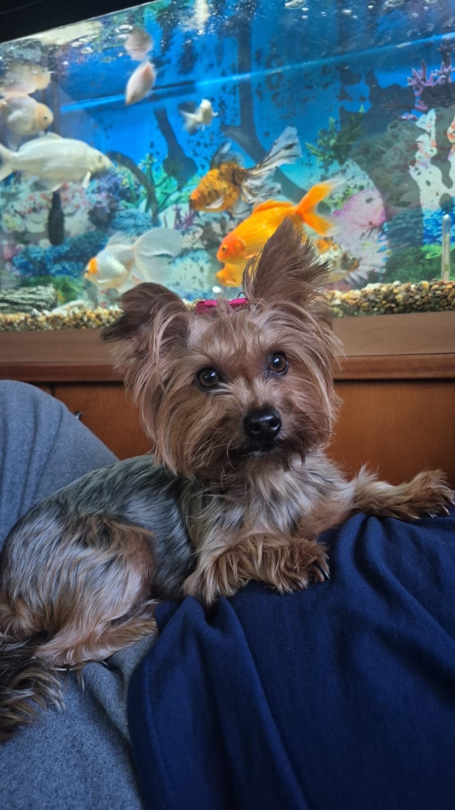 Portal Vendocão Filhotes Yorkshire  Porto Alegre