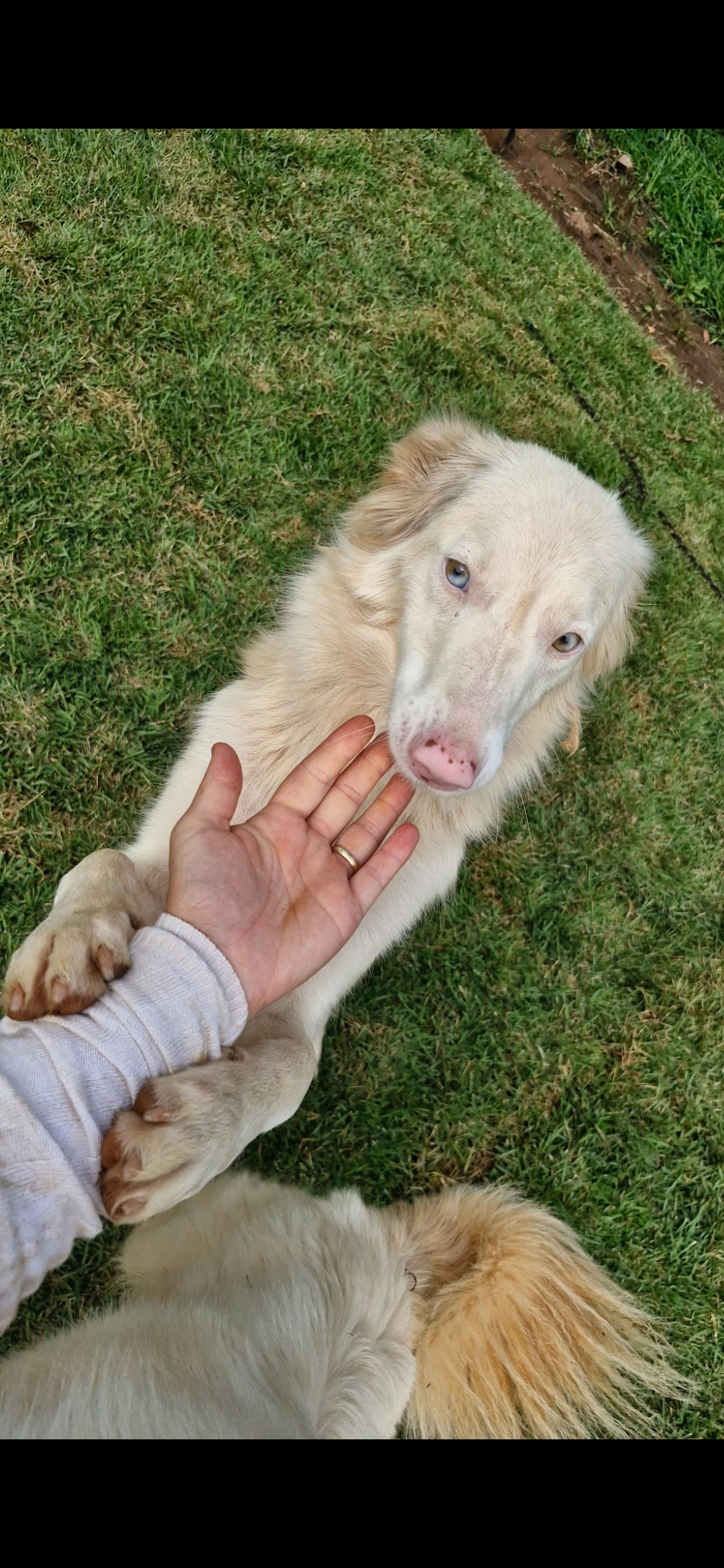 Filhotes de border collie a venda - Foto 4