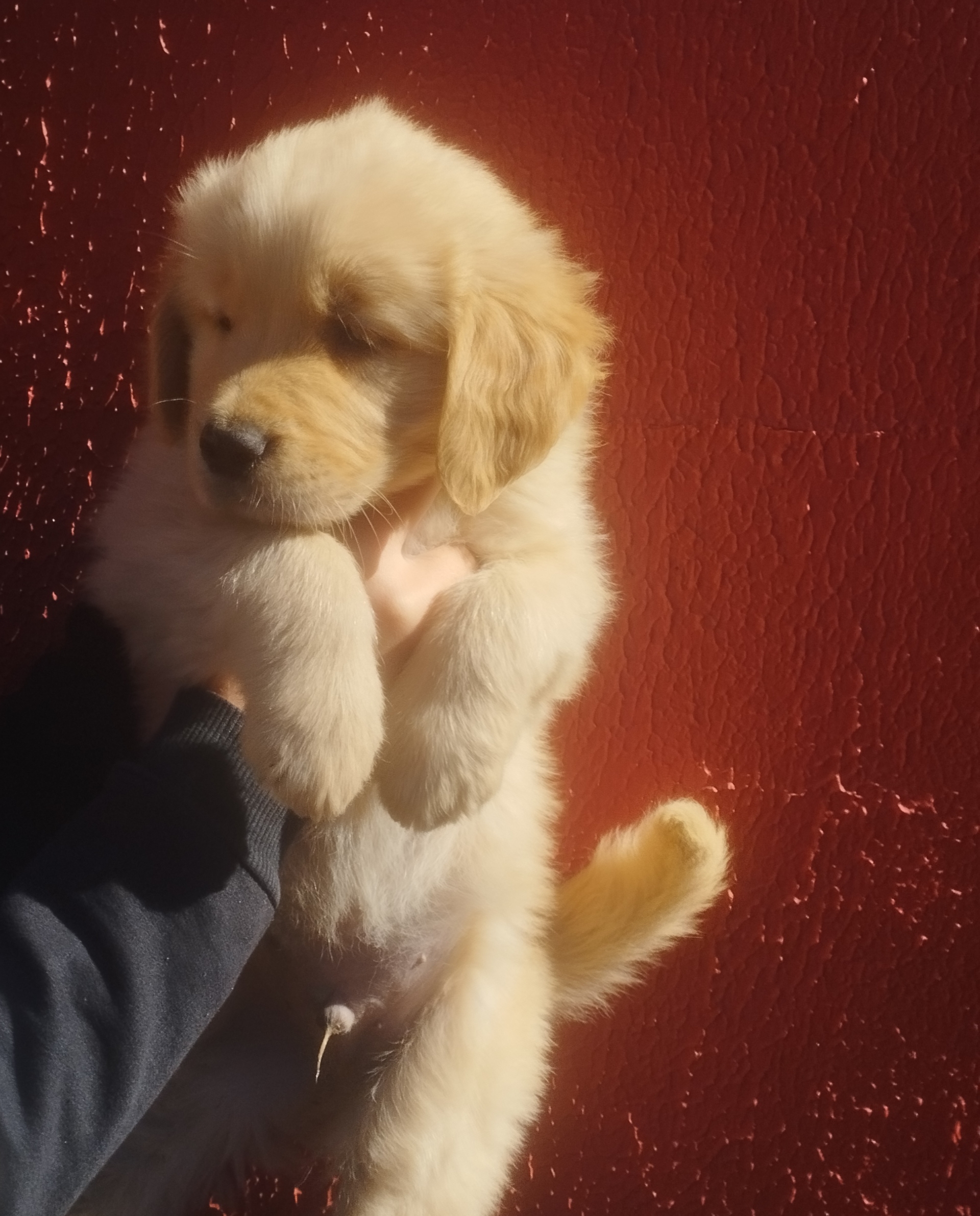 GOLDEN RETRIEVER. Últimos filhotes, lindos machinhos! - Foto 2