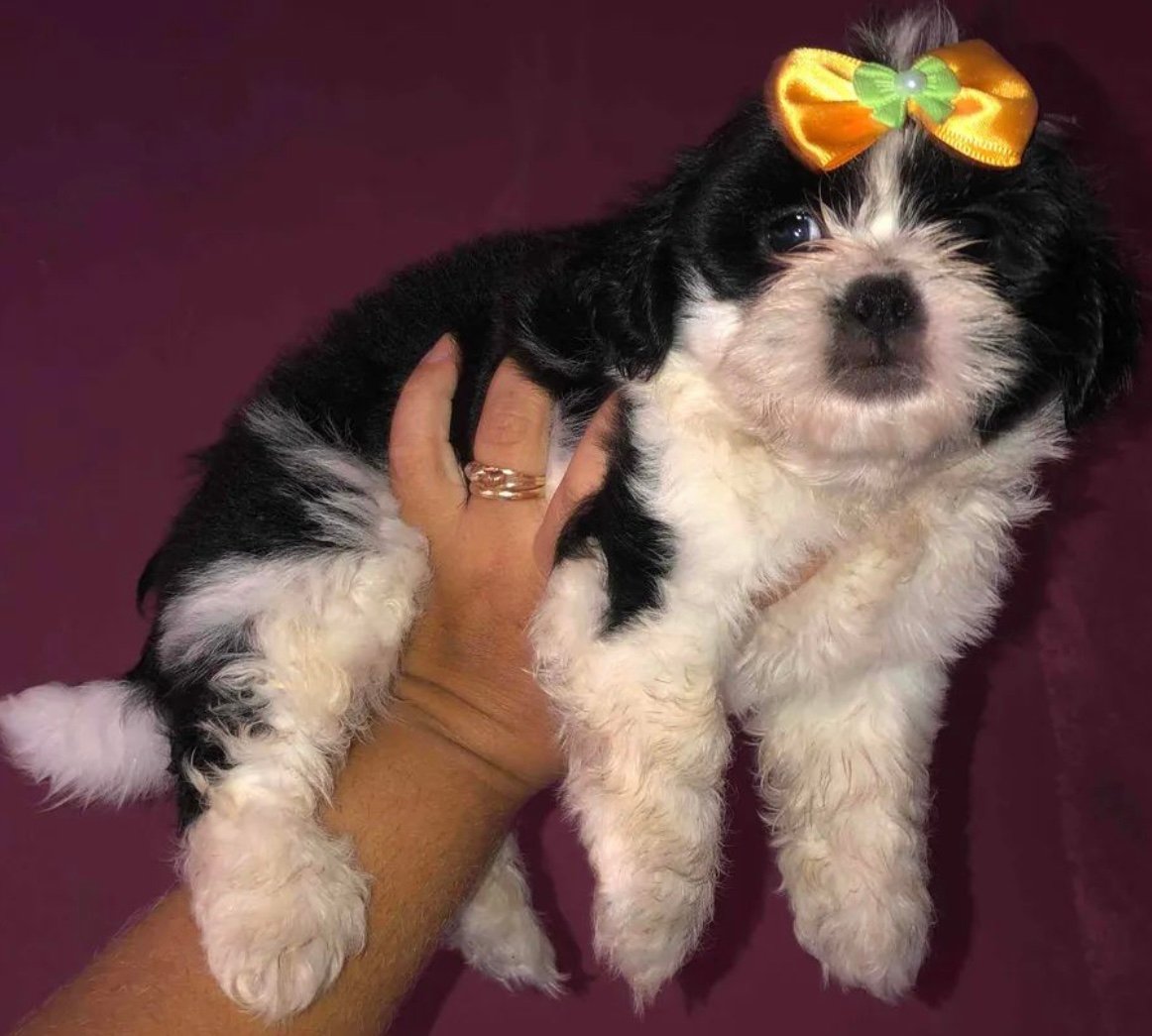 Vendo filhotes de Shutz vermifugados dois machos duas fêmeas  - Foto 1