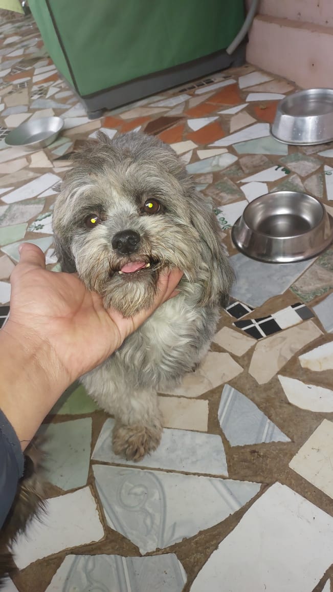 Portal Vendocão Shi tzu Várzea Grande